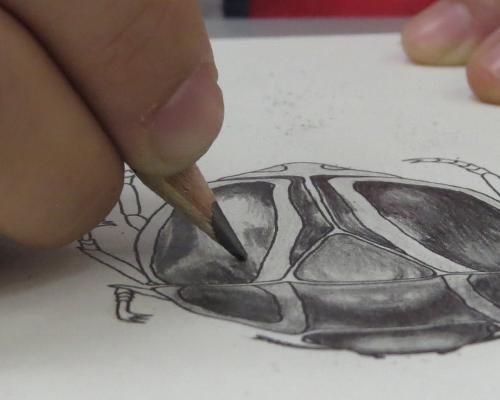 Workshop «Creación de biomimética para la ilustración científica»